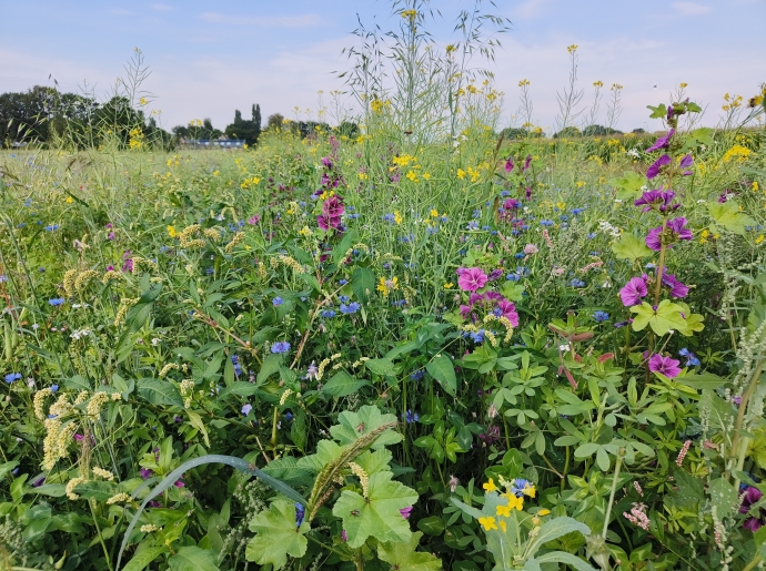 Agrarische Natuur Drenthe gaat voor 10.000 hectare